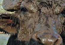 Büffelfarm – Paestum