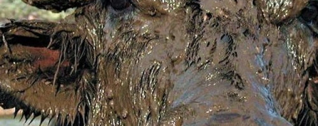 Büffelfarm – Paestum