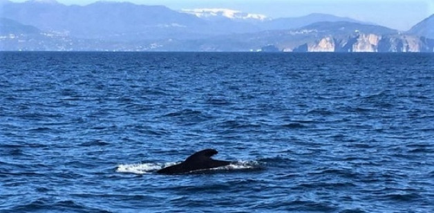 Walsichtungen Süditalien