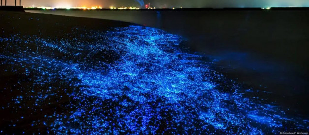 Nachtschnorcheln Nachttauchen